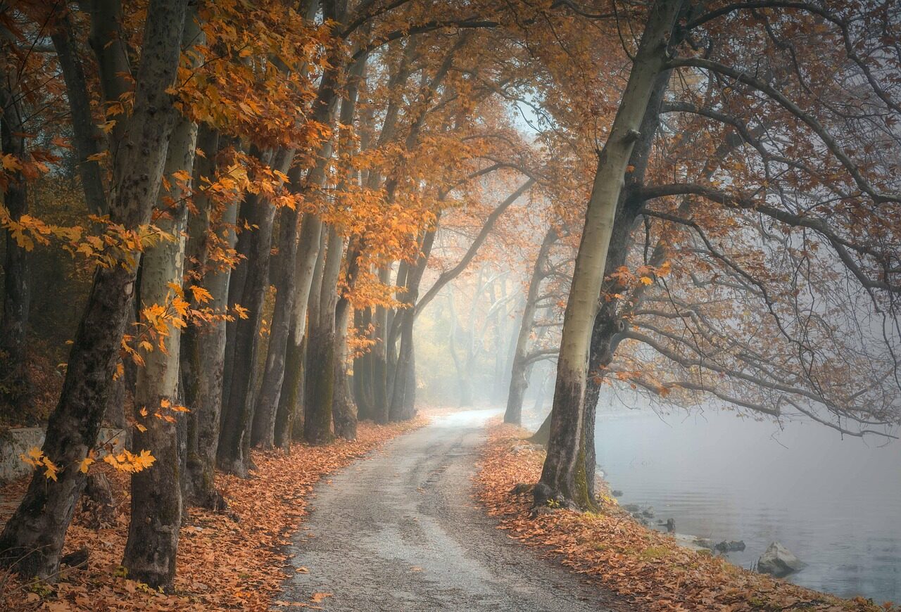 trees, fog, path, trail, autumn, leaves, foliage, autumn leaves, autumn foliage, autumn colors, autumn season, fall foliage, fall leaves, fall colors, woods, forest, nature, lake, dried leaves, nature path, nature trail, foggy, haze, mist, kastoria, landscape, autumn, autumn, autumn, autumn, autumn